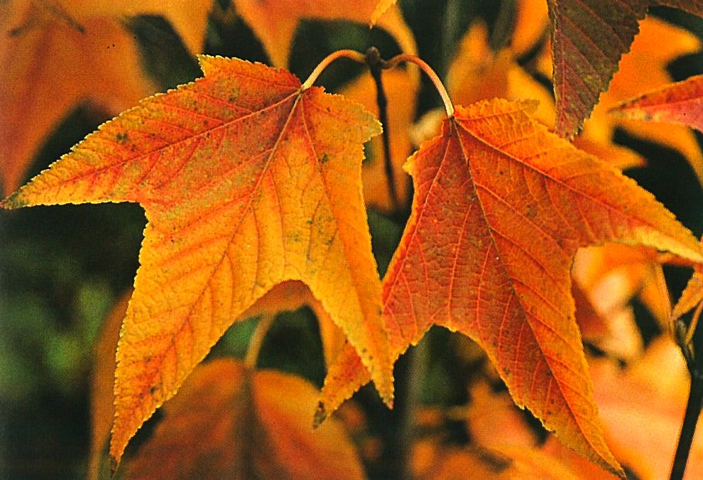 Japanese Maples - J.D. Vertrees